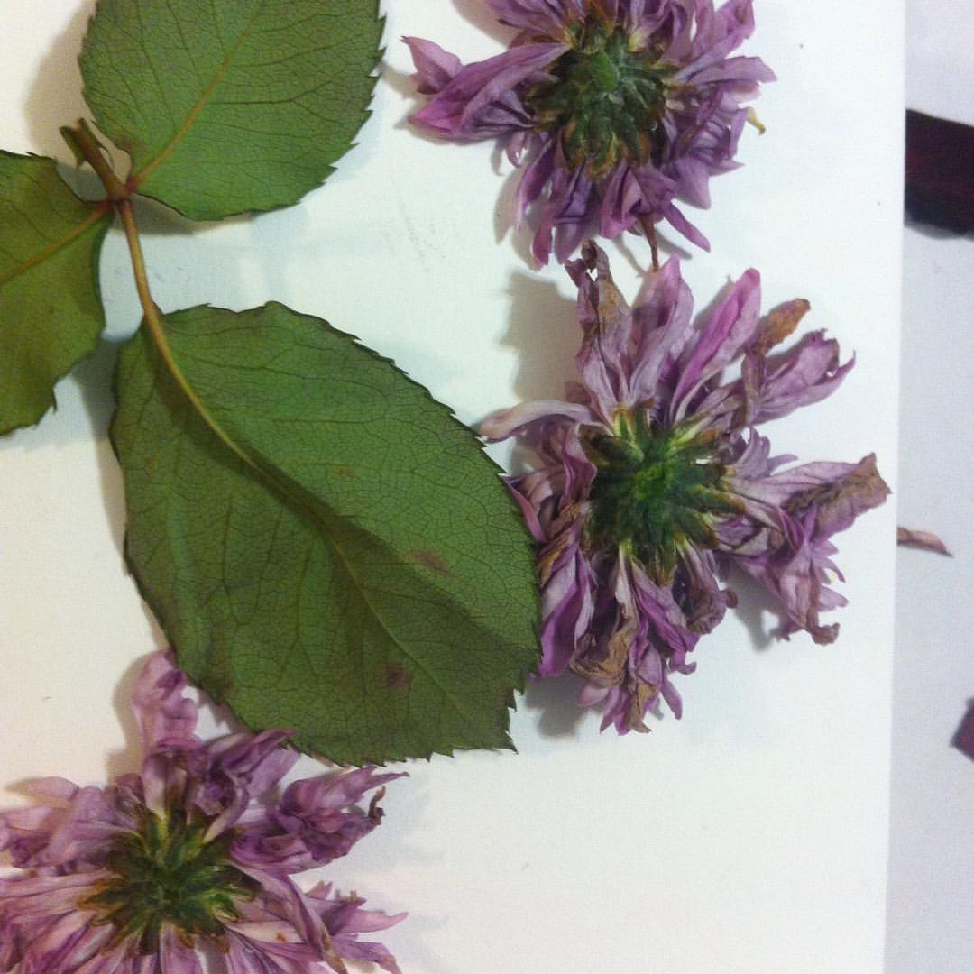 Plant-Stained Paper Workshop - The Grand Course -  4 Days - Spring 2026